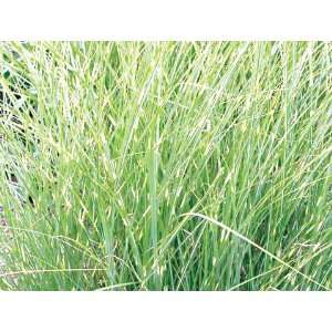  Gold Banded Maiden Grass (Miscanthus sinensis Mysterious 