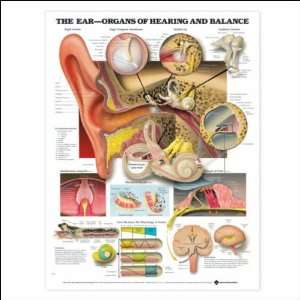 The Ear   Organs of Hearing and Balance Anatomical Chart 