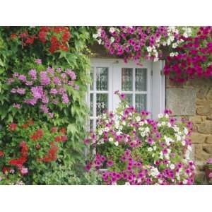 Farmhouse Window Surrounded by Flowers, Lile Et Vilaine Near Combourg 