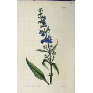 1818 Hand Coloured Flower Curtis Sansom Plate 1728