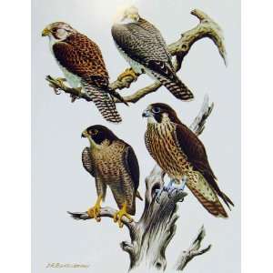  Eagles Hawks & Falcons Chilean Peregrine Falcon Color 