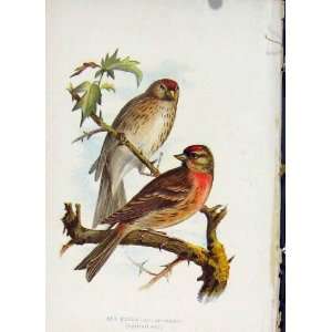  Red Polls Male Female Pair Thorburn C1883 Birds Print 