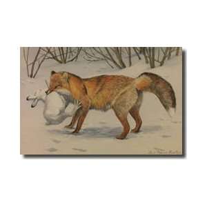  Alaska Red Fox Carrying A Hare That It Has Caught Giclee 