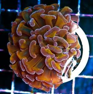 AAF* LE Orange Hammer Euphyllia Live Coral  
