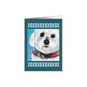  Bichon Maltese xoxox Puppy Dog Breed Painting Portrait 