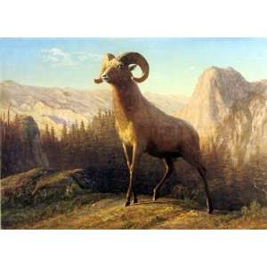  Oil Painting A Rocky Mountain Sheep, Ovis, Montana 