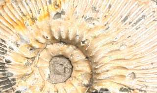 these ammonites lived between 164 7 and 161 2 million years ago and 