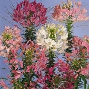  Queen Mix Cleome Self Seeding Annual   4 Plants Patio 