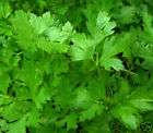 flat leaf parsley  