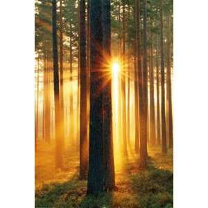   Forest Scenic Nature Photography Poster 24 x 36 inches