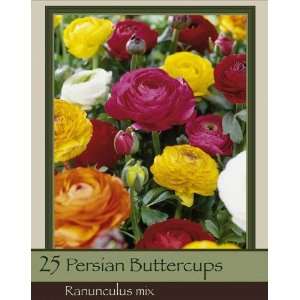  Persian Buttercups Pack of 25 Bulbs Patio, Lawn & Garden