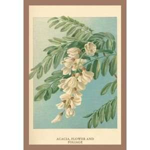  Acacia, Flower & Foliage   12x18 Framed Print in Black 