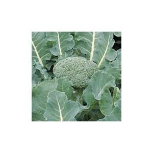  Fiesta F 1 Broccoli   25,000 Seeds Patio, Lawn & Garden