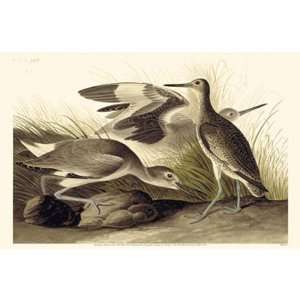  Willet Poster