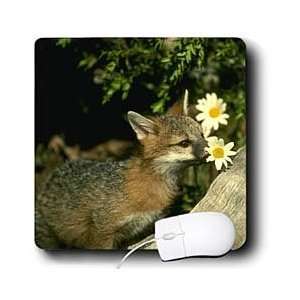  Wild animals   Gray Fox   Mouse Pads Electronics
