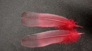 Red Wood Pigeon Wing Feathers