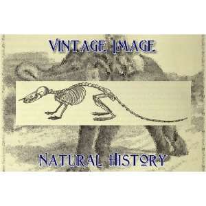   Key Ring Vintage Natural History Image Skeleton of A Water Shrew Home