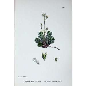   Plants C1902 Irish Mossy Saxifrage Affinis Hirta