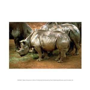  Black Rhinoceros in Africa 10.00 x 8.00 Poster Print