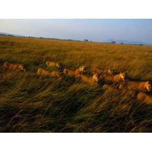  A Pride of African Lions Walk Through Tall Savanna Grass 