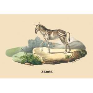 Zebre (Zebra) 24x36 Giclee 