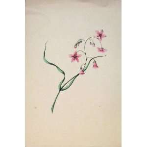  Flower Plant Pink Colour Print Fine Art C1855 Antique 