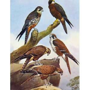  Eagles Hawks & Falcons New Zealand Hawk Brown Hawk