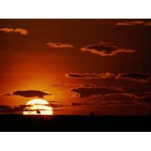  Distant Wildebeests Silhouetted against the Setting Sun 