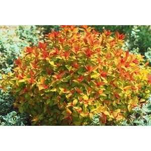  HAWTHORN CRUSADER TREE FORM / 5 gallon Potted Patio 
