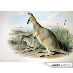 Kangaroo   Animal Kingdom App Book Shop  Kindle Store