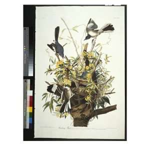  Mocking Bird. Northern Mockingbird (Mimus Polyglottos 