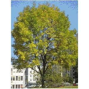  Tree, American Sycamore, Nice 22 34 inch (Grown and 