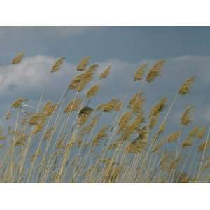  Tasseled Reeds Growing Along Banks of Volga River, Delta 