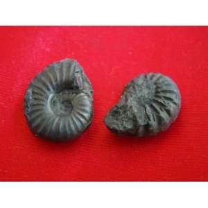  S8321 Black Ammonite Fossil Double Sided 2 pcs Healing 