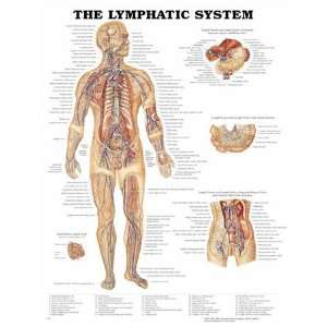 Anatomical Chart Company Lymphatic System Anatomical Chart  