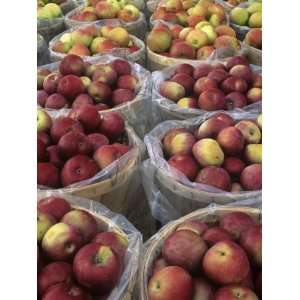  Macintosh Apples for Sale at Roadside Stand Photographic 