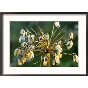  Agapanthus (African Lily), Seedheads in Winter Sun Light 