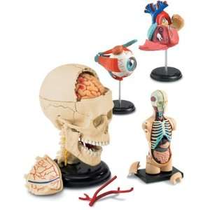  Human Body 4D Anatomy Models Set/4 Toys & Games