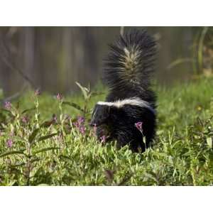 Striped Skunk with Tail Up, Minnesota Wildlife Connection, Sandstone 