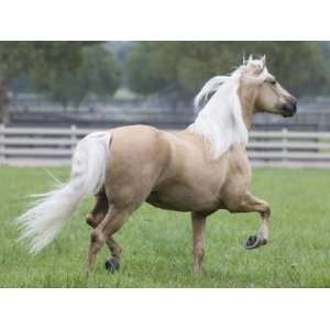  Palomino Andalusian Stallion Trotting in Paddock, Ojai 