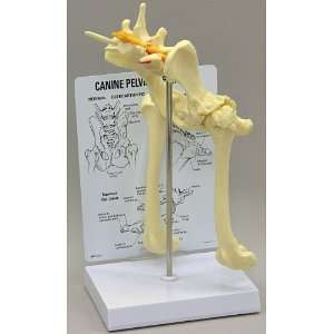  Canine/Dog Pelvis Hip Anatomical Model Health & Personal 