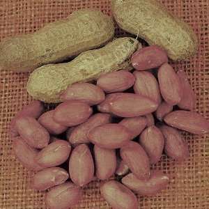  50 Seeds Virginia Jumbo Peanut   The best name in peanuts 