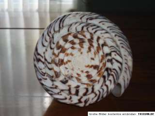 GIANT Conus leopardus ,179mm length nice pattern  