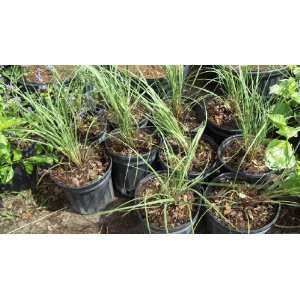  1 Gallon Sea Oats Uniola paniculata Plant Helps Reduce 