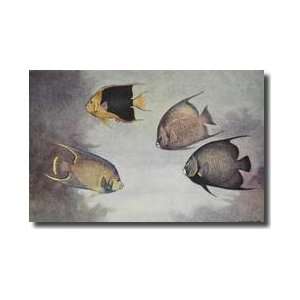    Several Different Species Of Angelfish Giclee Print