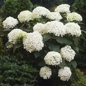  Hydrangea Annabelle