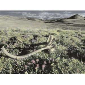  Caribou Antlers Lie in a Grassland in the Arctic National 