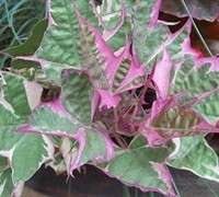 Sweet Potato Vine Plant TriColor (Pink/white/green) 1 gallon  