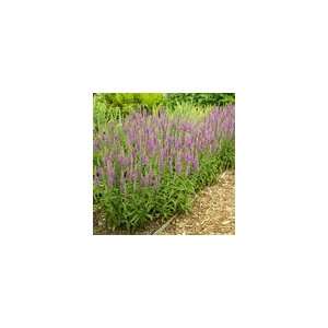  Veronica Eveline PP#14,888 Plant Patio, Lawn & Garden