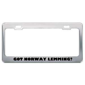  Got Norway Lemming? Animals Pets Metal License Plate Frame 